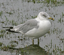 Ring-billed Gull nonbreeding